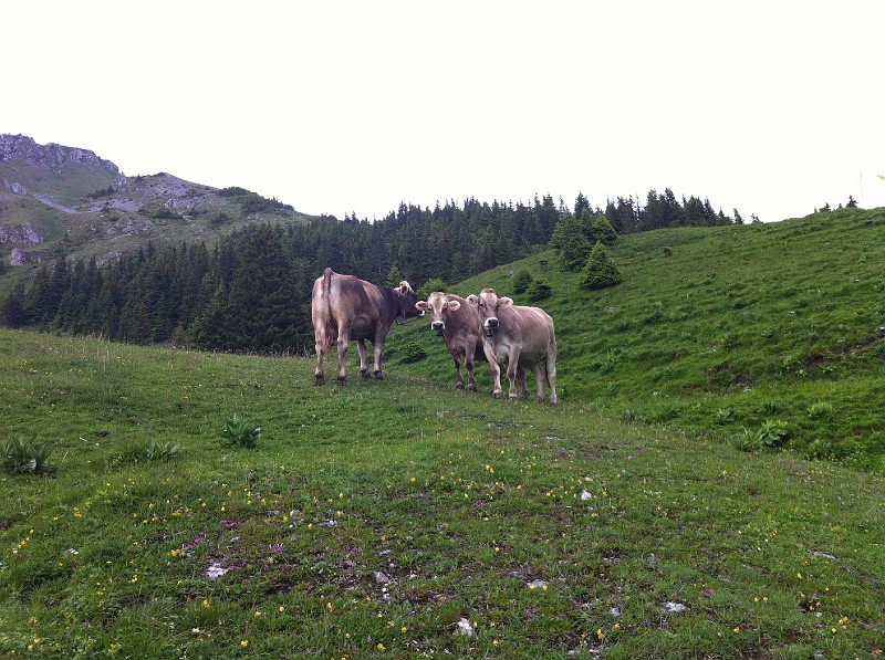 engelberg_bruni_1.JPG