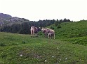 engelberg_bruni_1