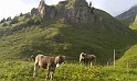 engelberg_bruni_6